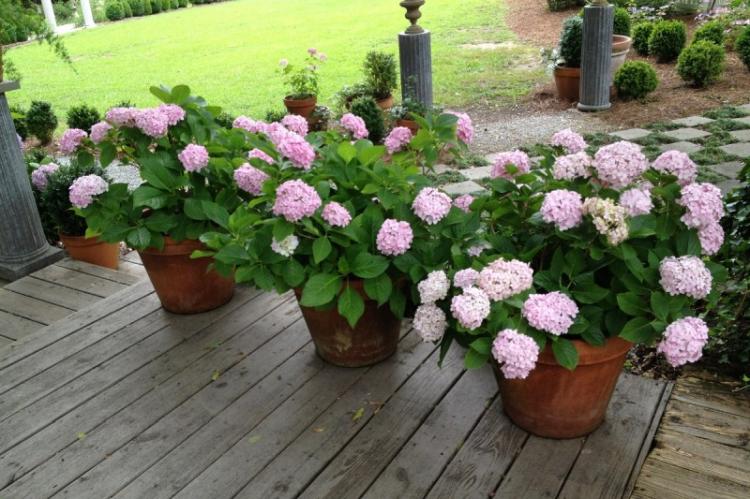 Гортензия - фото