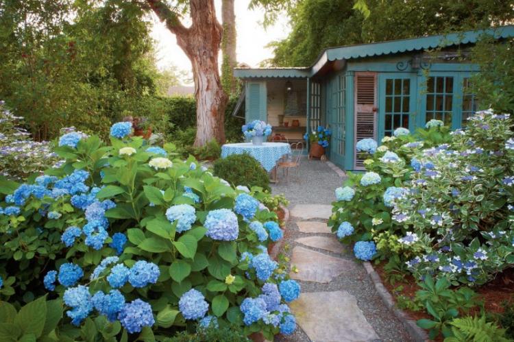 Гортензия - фото