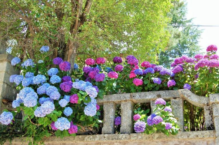 Гортензия - фото