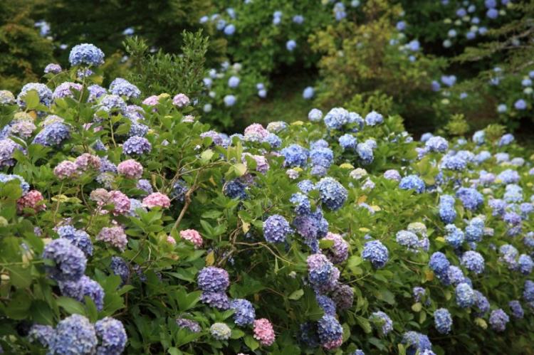 Гортензия - фото