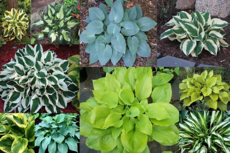 Общая характеристика - Хоста