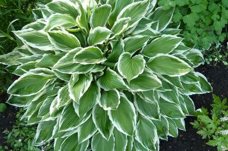 Хоста белоокаймленная - Виды хосты