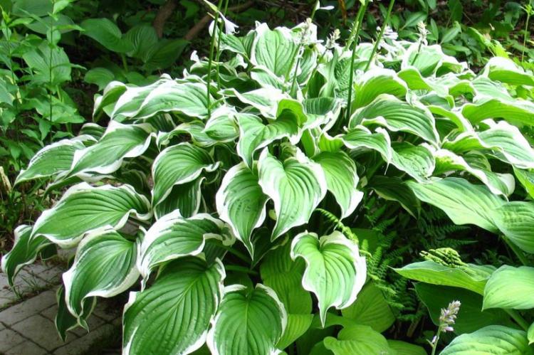 Хоста курчавая - Виды хосты