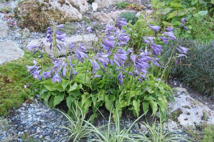 Хоста малая - Виды хосты