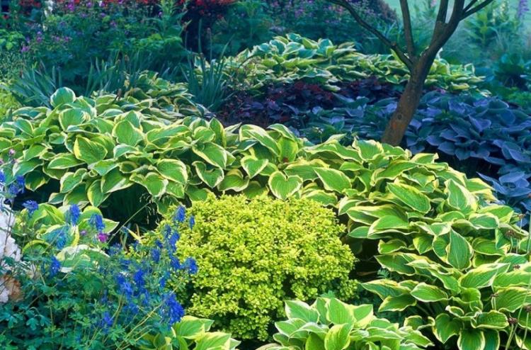 Освещение - Уход за хостой