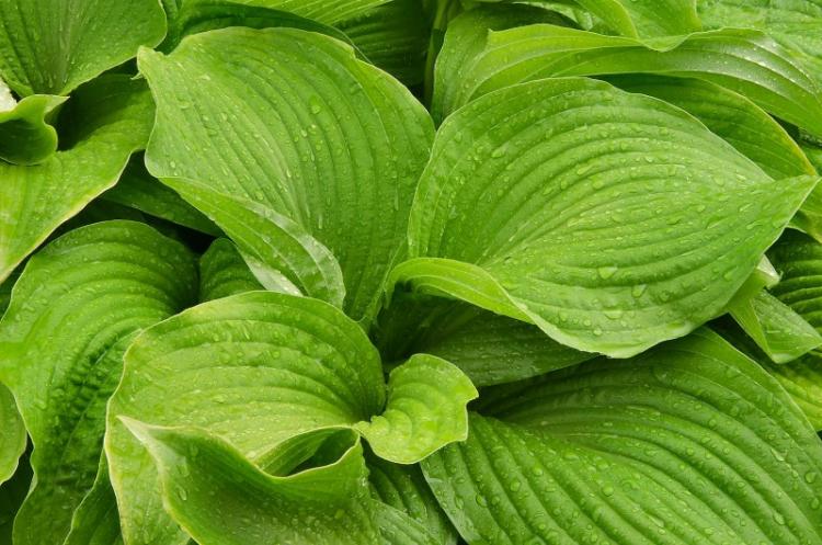 Полив - Уход за хостой