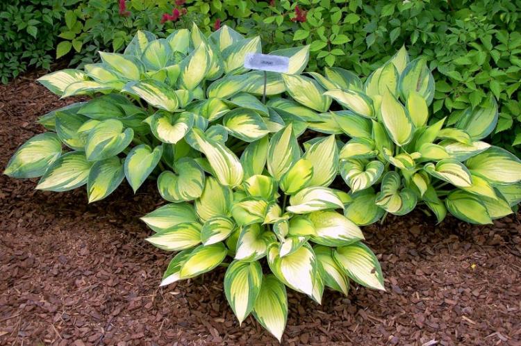 Посадка и размножение хосты