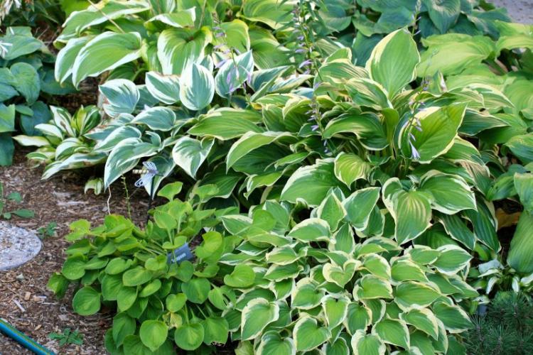 Хоста - фото