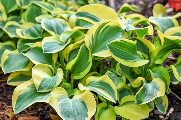 Хоста - фото