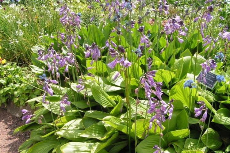 Хоста - фото