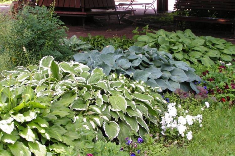 Хоста - фото