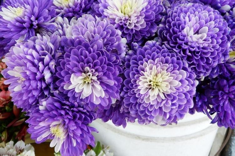 История распространения - Хризантемы