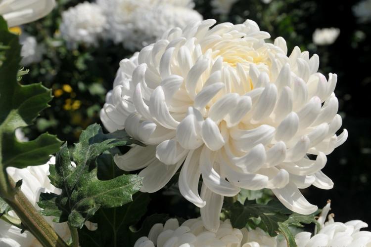 Газель - Виды хризантем