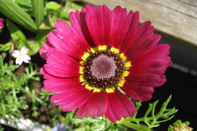 Фламменшталь - Виды хризантем