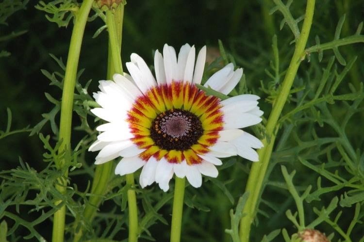 Кокарде - Виды хризантем