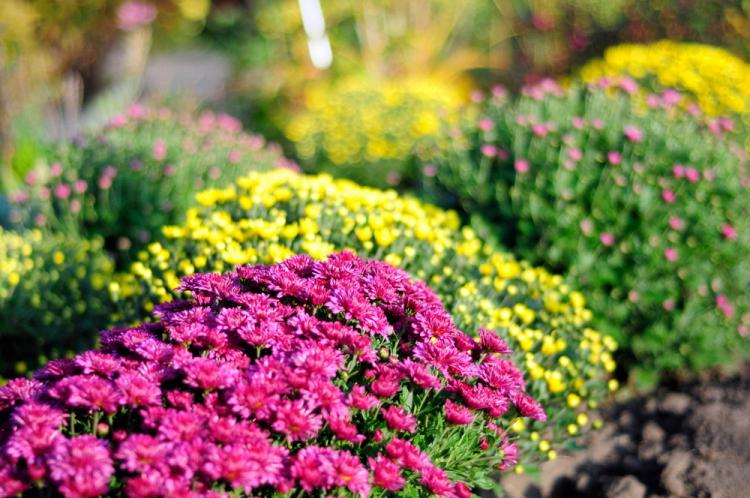 Мультифлора - Виды хризантем