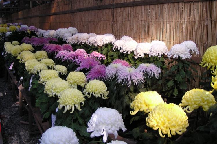 Температура - Уход за хризантемами