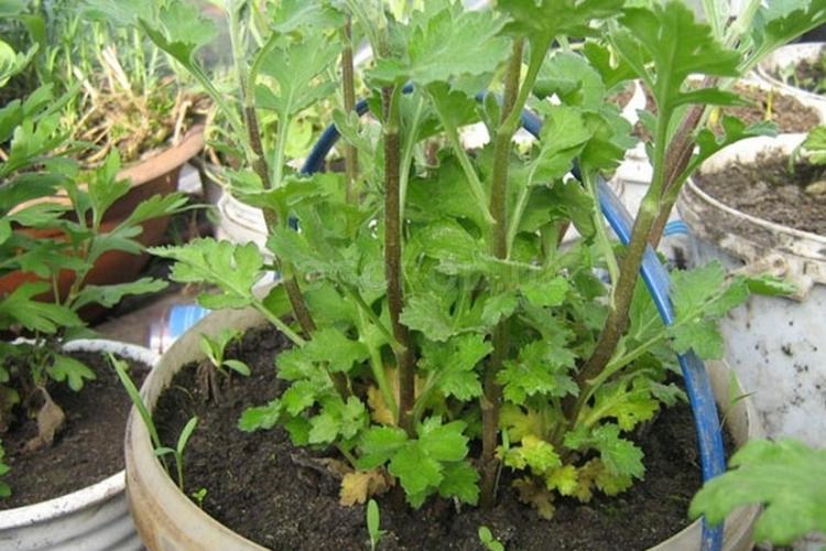 Обрезка - Уход за хризантемами