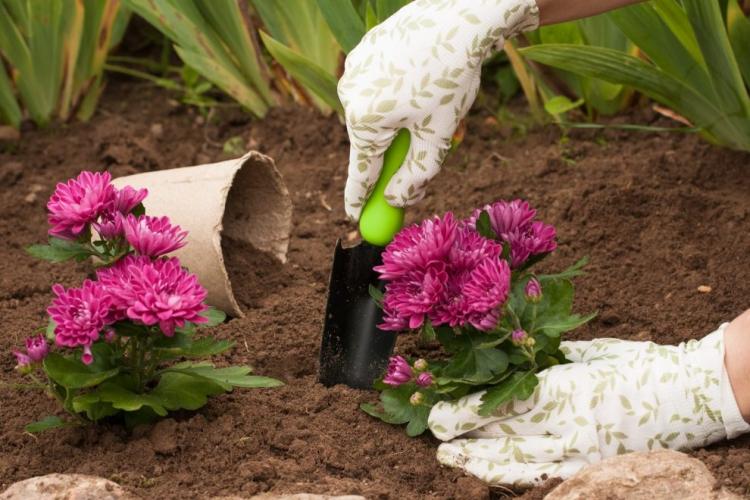 Посадка и размножение хризантем