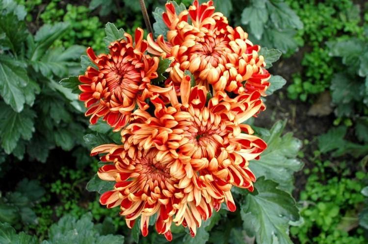 Хризантемы - фото