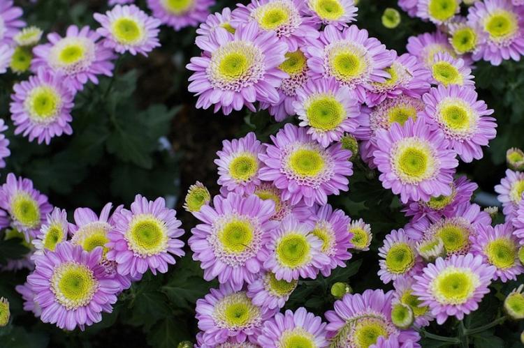 Хризантемы - фото