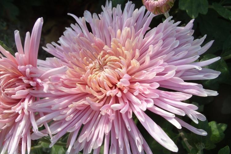 Хризантемы - фото