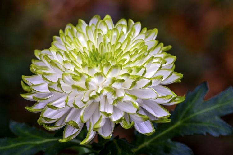 Хризантемы - фото