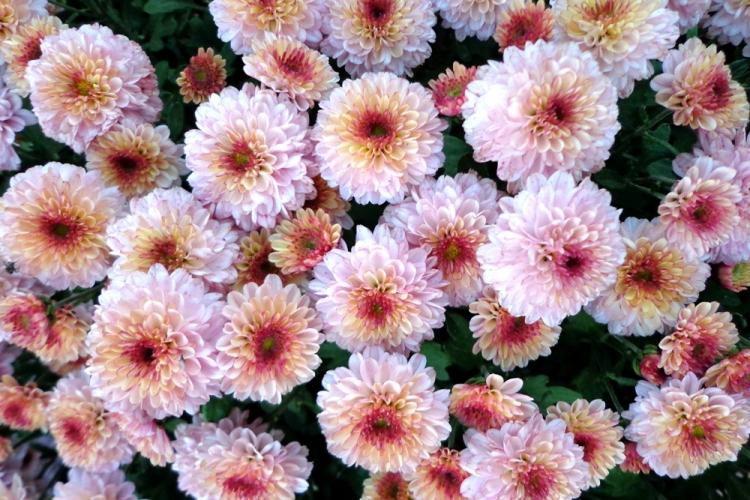 Хризантемы - фото