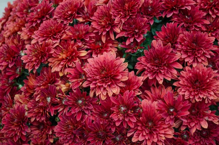Хризантемы - фото