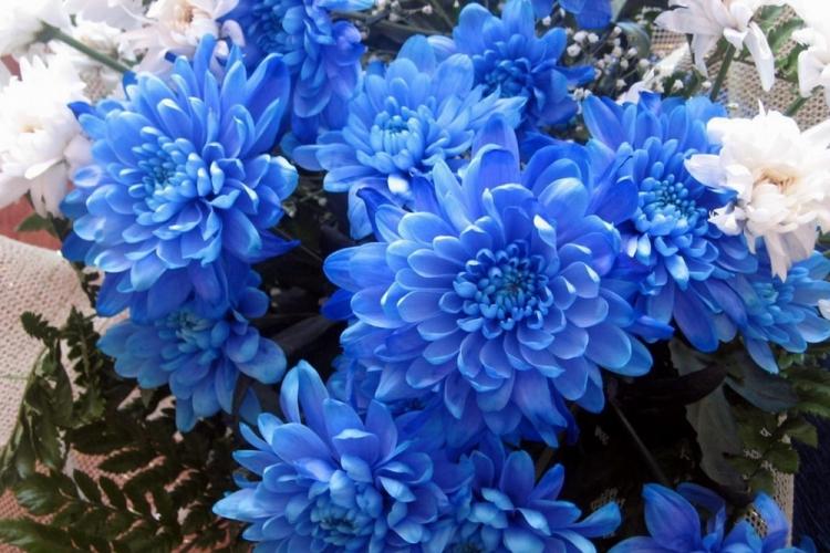 Хризантемы - фото