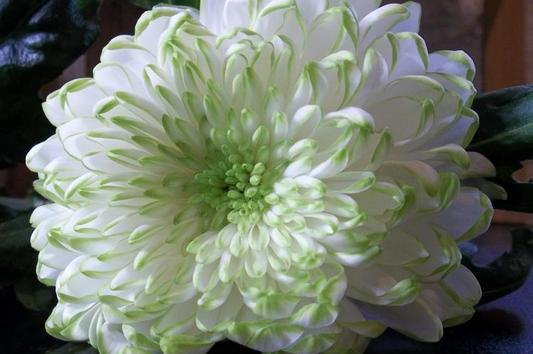 Хризантемы - фото