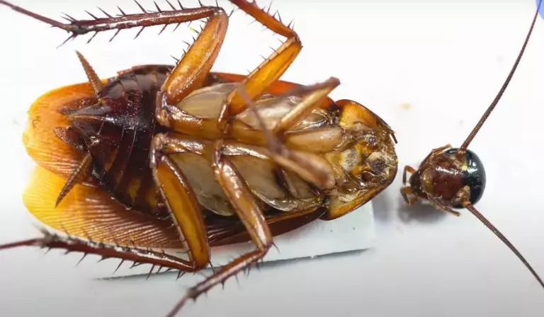 Удивительные факты о тараканах: правда ли, что без головы таракан может жить две недели?