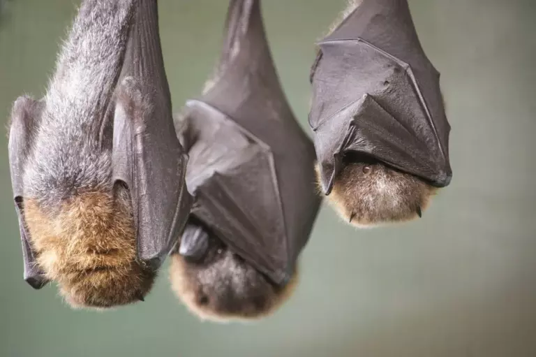 Сон животных: Правда ли, что жирафам нужно всего два часа сна в день, а коричневым летучим мышам — 20?
