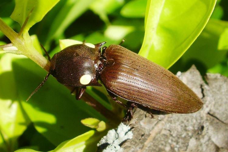 Как обнаружить и избавиться от проволочника в огороде