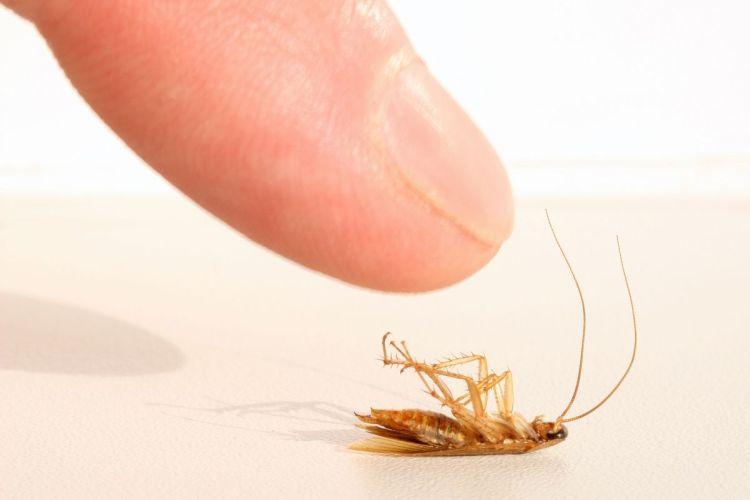 Как избавиться от тараканов: лучшие народные средства