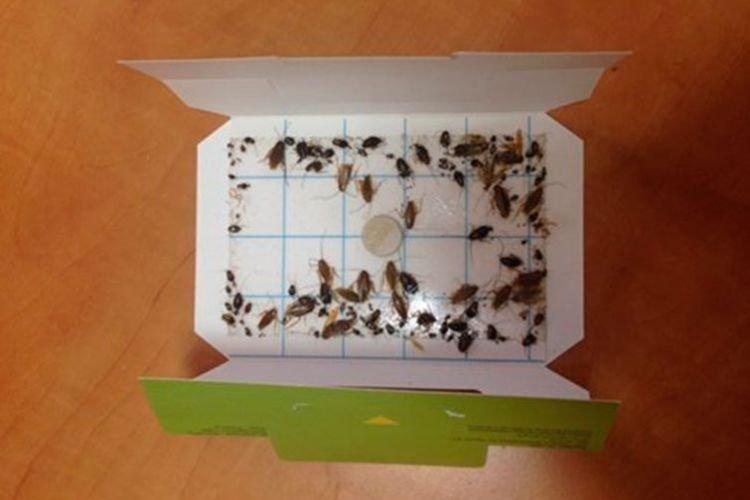 Липкие ловушки - Как избавиться от тараканов народными средствами