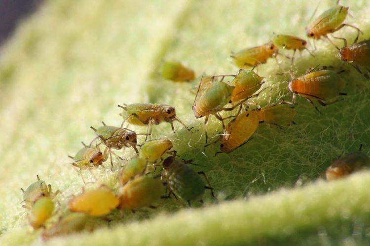 Чем опасна и как обнаружить - Как избавиться от тли