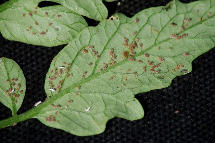 Как избавиться от тли на рассаде - Народные средства