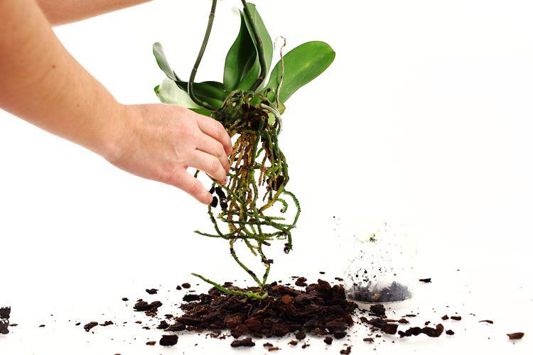 Как пересадить орхидею в домашних условиях
