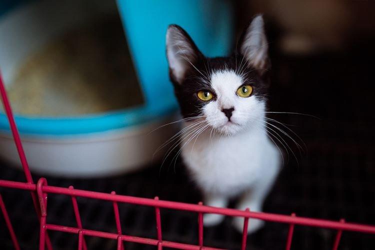 Где поставить - Как приучить котенка к лотку