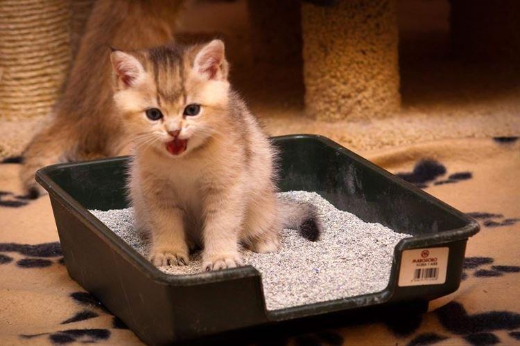 Научи копать - Как приучить котенка к лотку