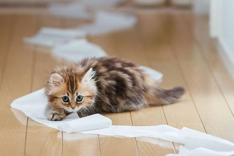 Не ругай - Как приучить котенка к лотку