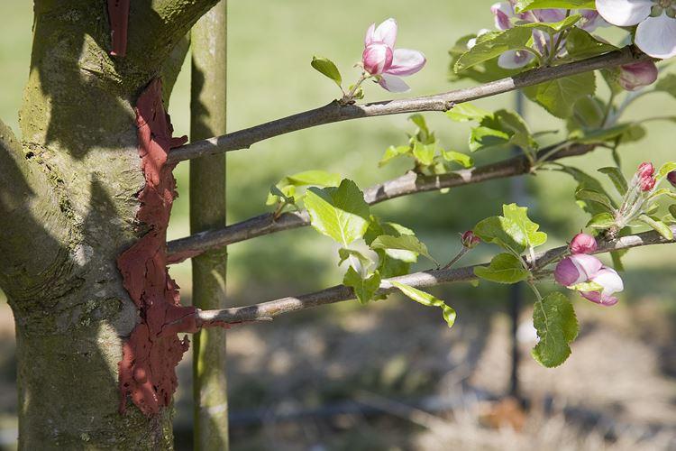 Как привить яблоню весной: пошаговая инструкция