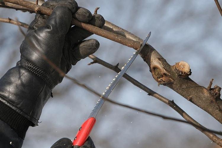 Подготовка инструментов - Как привить яблоню весной пошаговая инструкция