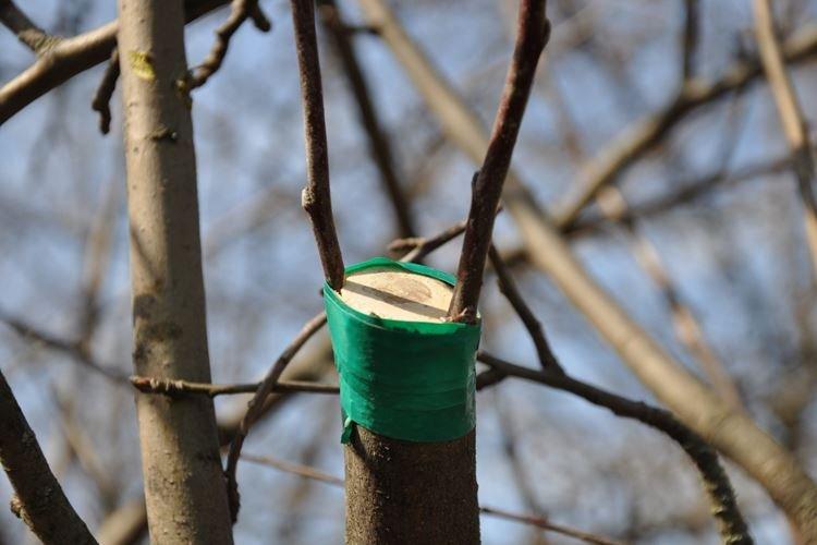 Выбор подвоя - Как привить яблоню весной пошаговая инструкция