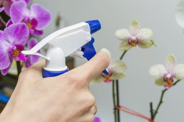 Опрыскивание - Как ухаживать за орхидеей в домашних условиях