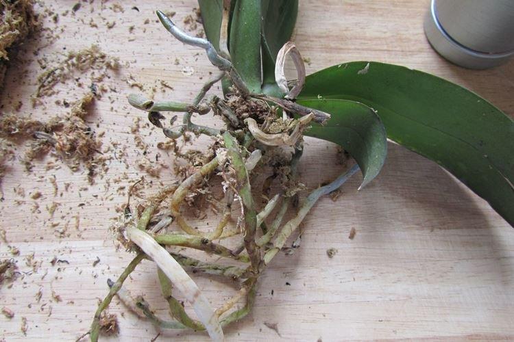 Пересадка - Как ухаживать за орхидеей в домашних условиях