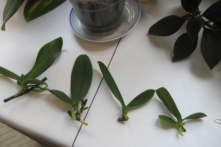 Размножение - Как ухаживать за орхидеей в домашних условиях