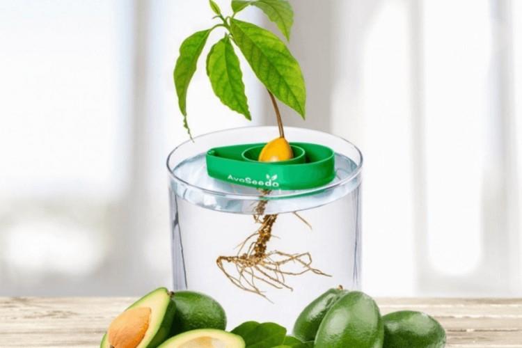 Как вырастить авокадо из косточки в домашних условиях