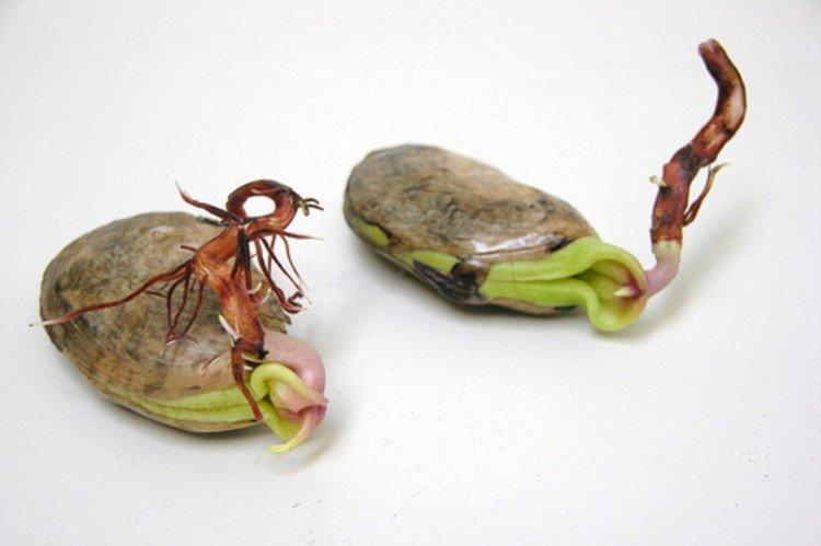 Как прорастить косточку манго - Как вырастить манго из косточки в домашних условиях